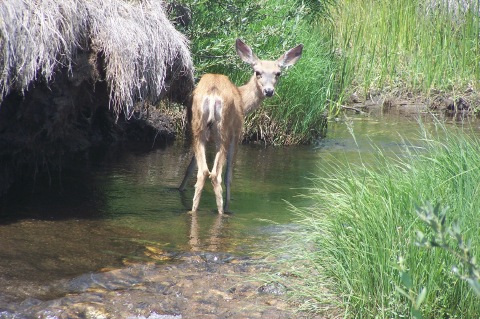 Fawn in Creek